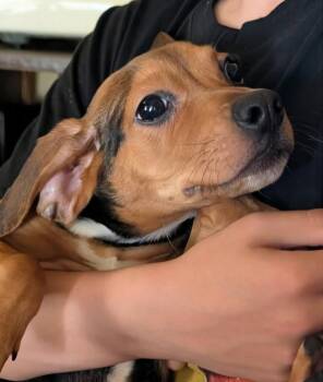 Beagle and Hound Dogs Available for Adoption in North Olmsted, Ohio - Duke | PetCurious