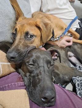 German Shepherd Dog Dogs Available for Adoption - Harry And Rip | PetCurious