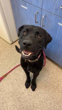 Phantom -  Black Labrador Retriever and Mixed Breed Dog for Adoption in Disputanta, Virginia - Phantom | PetCurious