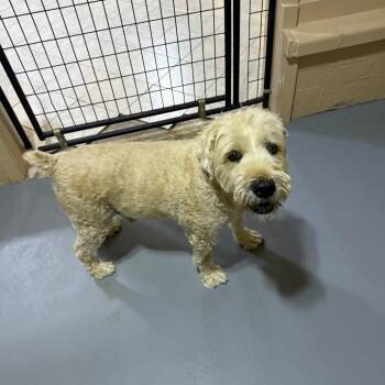 Wheadon -  Wheaten Terrier and Mixed Breed Dog for Adoption in Casa Grande, Arizona - Wheadon | PetCurious