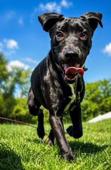 Pit Bull Terrier and Hound Dogs Available for Adoption in Shinnston, West Virginia - Cindy Lou | PetCurious