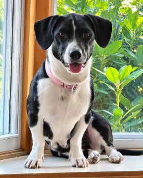 Lady -  Dachshund Dog for Adoption in Norfolk, Massachusetts - Lady | PetCurious