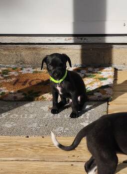 G -  Australian Cattle Dog Blue Heeler and Boykin Spaniel Dog for Adoption in Carmel Hamlet, New York - G | PetCurious