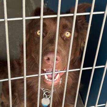 Ranger -  Labrador Retriever Dog for Adoption in Kingman, Arizona - Ranger | PetCurious