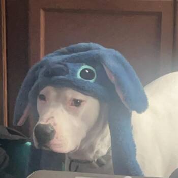 Pit Bull Terrier Dogs Available for Adoption in Newark, New Jersey - Ace (In Foster) | PetCurious