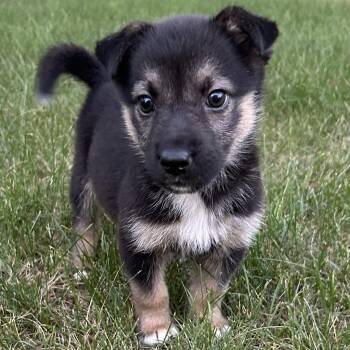 Gem -  German Shepherd Dog and Mixed Breed Dog for Adoption in Minneapolis, Minnesota - Gem | PetCurious