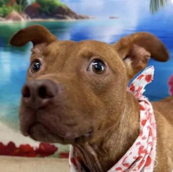 Smoosh -  Pit Bull Terrier and American Staffordshire Terrier Dog for Adoption in Troy, Michigan - Smoosh | PetCurious