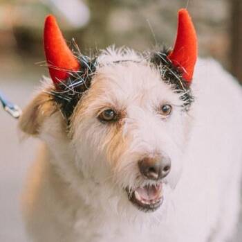 Mr. Spirited Alvin -  Jack Russell Terrier and Spitz Dog for Adoption in Ridgefield, Washington - Mr. Spirited Alvin | PetCurious