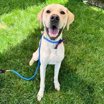 Hawking -  Labrador Retriever Dog for Adoption in Fort Wayne, Indiana - Hawking | PetCurious