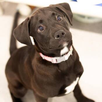 Maddison 22292 -  Mixed Breed and Black Labrador Retriever Dog for Adoption in Cumming, Georgia - Maddison 22292 | PetCurious