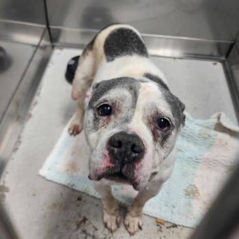 Mixed Breed Dogs Available for Adoption in Davenport, Iowa - Maude | PetCurious