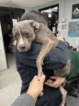 American Staffordshire Terrier Dogs Available for Adoption in Chester, South Carolina - BACH | PetCurious