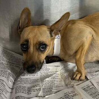 Mixed Breed Dogs Available for Adoption in Knoxville, Tennessee - Bo Peep | PetCurious