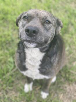 Rescue American Staffordshire Terrier Dogs for Adoption in Johnson City, Texas - Abby | PetCurious
