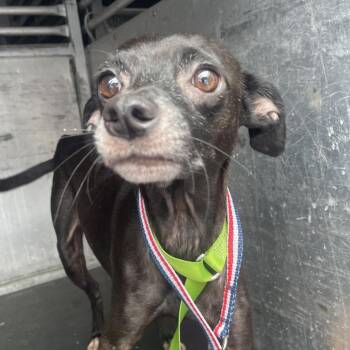 Tater Tot -  Chihuahua Dog for Adoption in Edinburg, Texas - Tater Tot | PetCurious