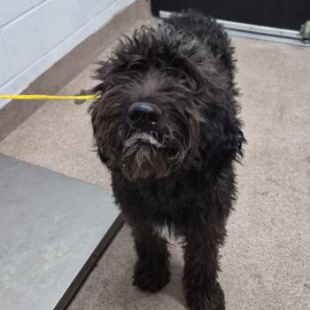 FizzGigg -  Standard Poodle and Black Labrador Retriever Dog for Adoption in Ardmore, Oklahoma - FizzGigg | PetCurious