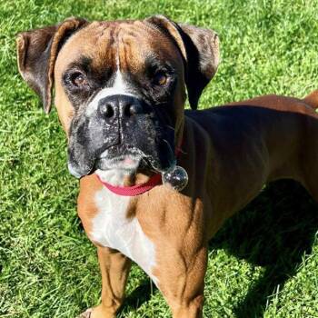 Rescue Boxer Dogs for Adoption in Auburn, California - KING | PetCurious