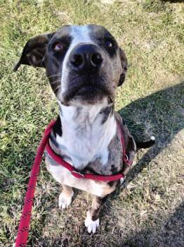 Rescue Catahoula Leopard Dog and Mixed Breed Dogs for Adoption in Port St. Joe, Florida - Mistletoes | PetCurious