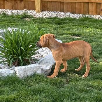 Mixed Breed Dogs Available for Adoption in Cincinnati, Ohio - Shiloh | PetCurious