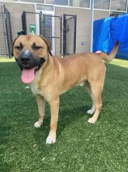 Mixed Breed Dogs Available for Adoption - HOUDINI | PetCurious