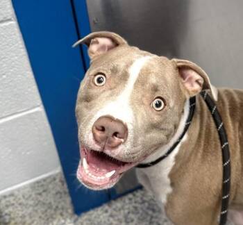 Pit Bull Terrier Dogs Available for Adoption - Puppy | PetCurious