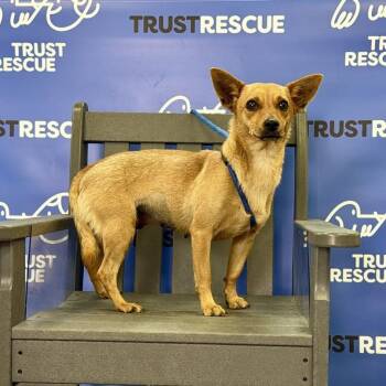 Terrier Dogs Available for Adoption in Waterford, New Jersey - SHANDY | PetCurious