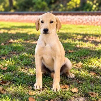 Voyage -  Labrador Retriever and Golden Retriever Dog for Adoption in Lucedale, Mississippi - Voyage | PetCurious