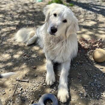 Great Pyrenees Dogs Available for Adoption - TITAN | PetCurious
