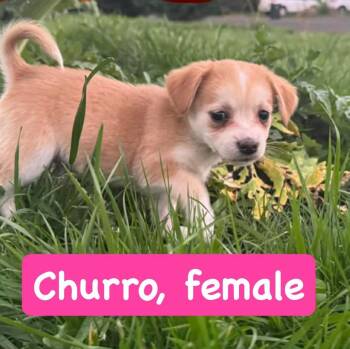Chihuahua Dogs Available for Adoption - Churro | PetCurious