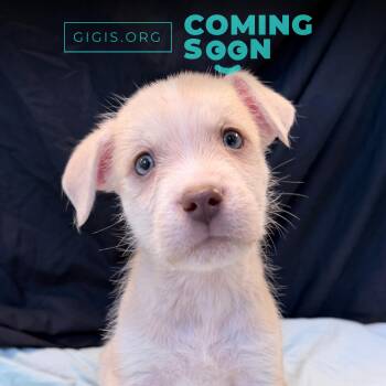 Mixed Breed Dogs Available for Adoption in Canal Winchester, Ohio - Sailboat | PetCurious