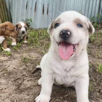 Darrell -  Australian Shepherd and Mixed Breed Dog for Adoption in Wadena, Minnesota - Darrell | PetCurious