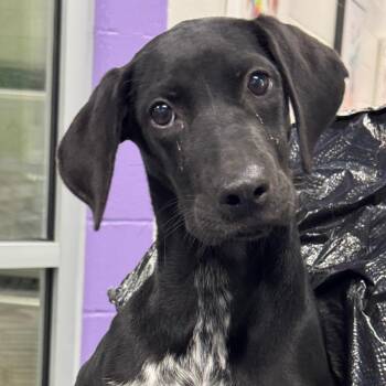 Hound Dogs Available for Adoption in Montgomery, Alabama - Jessica | PetCurious