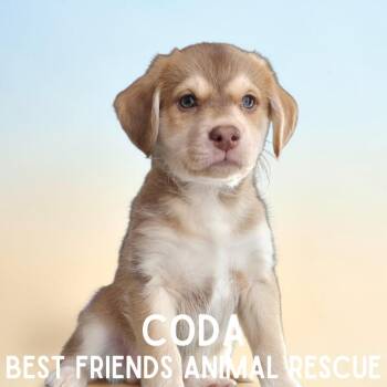 Beagle Dogs Available for Adoption - Coda | PetCurious