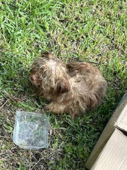 Yorkshire Terrier Dogs Available for Adoption in Doral, Florida - FOX | PetCurious