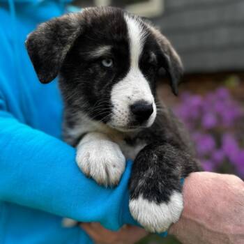 Husky and Shepherd Dogs Available for Adoption in Stormville, New York - NY Old Fashioned Avail May 9 (Carmel NY Fire Dept) | PetCurious