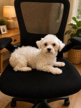 Holly -  Maltese Dog for Adoption in Malvern, Pennsylvania - Holly | PetCurious