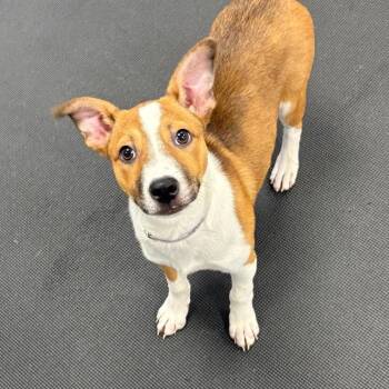 Zelda -  Mixed Breed Dog for Adoption in New York, New York - Zelda | PetCurious