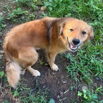 Beau -  Australian Shepherd and Mixed Breed Dog for Adoption in Buffalo, Minnesota - Beau | PetCurious