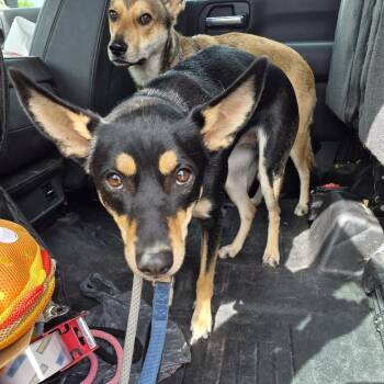 May -  Shepherd and Mixed Breed Dog for Adoption in Portland, Texas - May | PetCurious