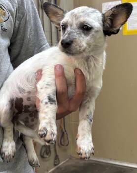 Australian Cattle Dog Blue Heeler and Terrier Dogs Available for Adoption in Swainsboro, Georgia - Rey | PetCurious