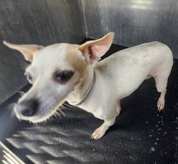 Chihuahua Dogs Available for Adoption in San Antonio, Texas - BETHEL PAWSTEIN | PetCurious