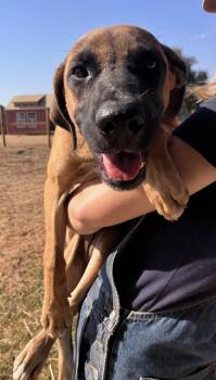 Rescue Terrier Dogs for Adoption in Seguin, Texas - Shakira | PetCurious