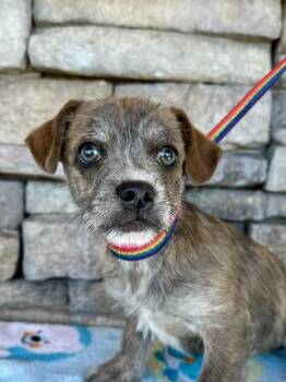 Fiona -  French Bulldog and Dachshund Dog for Adoption in Yakima, Washington - Fiona | PetCurious