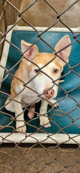 Schultzee -  Husky and German Shepherd Dog Dog for Adoption in Salt Lake City, Utah - Schultzee | PetCurious
