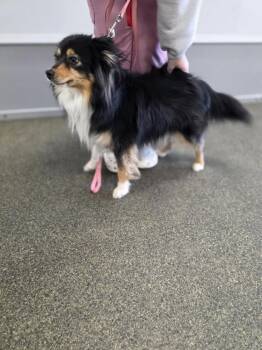 Australian Shepherd Dogs Available for Adoption - Lil Buddy | PetCurious