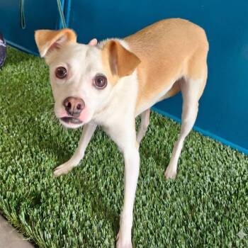 Terrier Dogs Available for Adoption in Brookfield, Missouri - Arlo | PetCurious