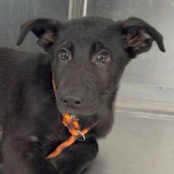 Labrador Retriever and Mixed Breed Dogs Available for Adoption in Normal, Illinois - Super Mr. Superhero | PetCurious