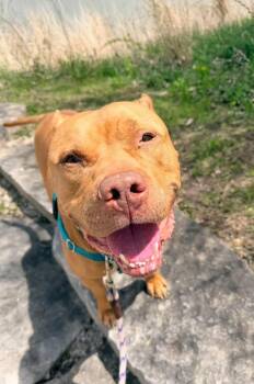 American Staffordshire Terrier Dogs Available for Adoption in Wheaton, Illinois - Paprika Papi | PetCurious