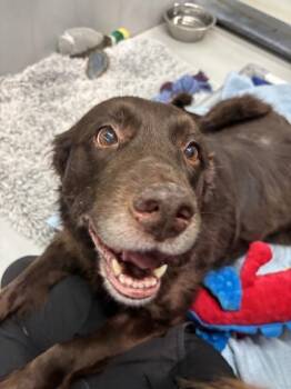 Bellingham -  Australian Shepherd and Mixed Breed Dog for Adoption in Bellevue, Washington - Bellingham | PetCurious