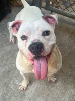 Wilcox -  Pit Bull Terrier Dog for Adoption in Chicago, Illinois - Wilcox | PetCurious
